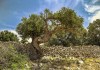 1 - Authentic treasures of Pag